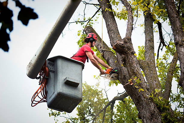 Reliable Sault Ste Marie, MI Tree Removal and Landscaping Services Solutions